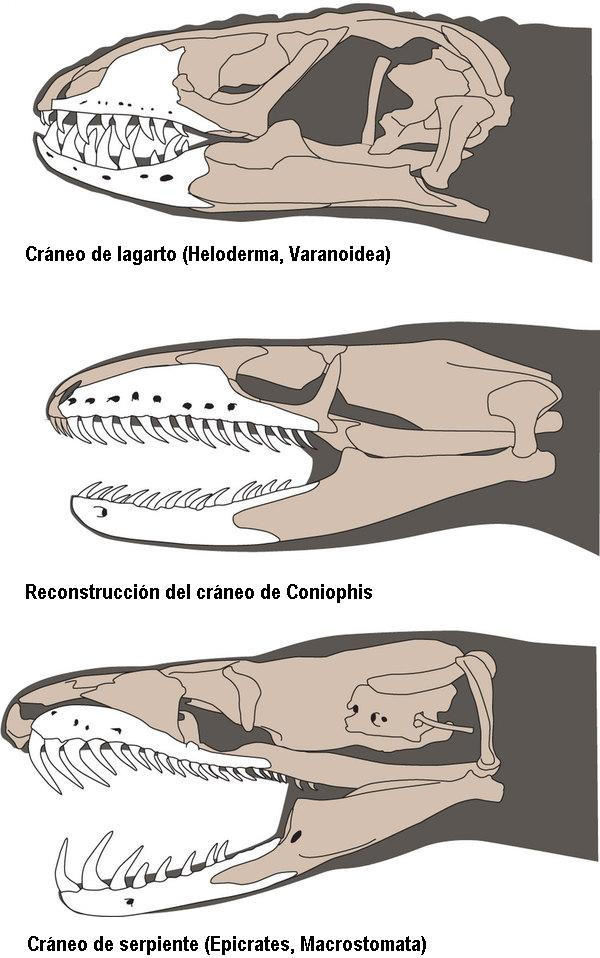 La Serpiente Cambio Diferentes Partes De Cuerpo Que Son