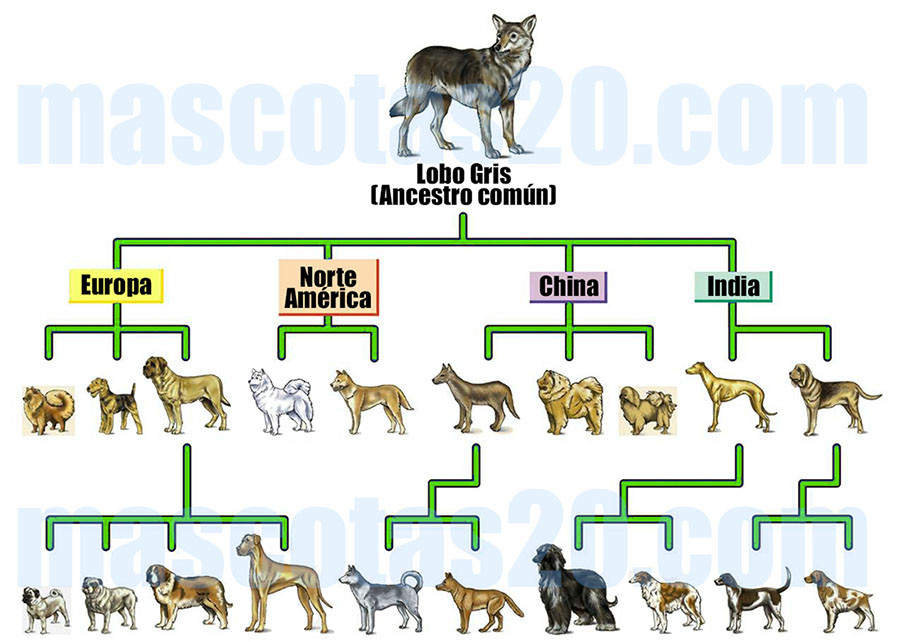 Evolucion lobos perros