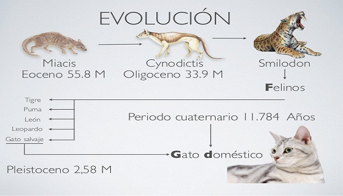 Evoluciu00f3n del Gato