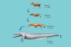 Images (1)